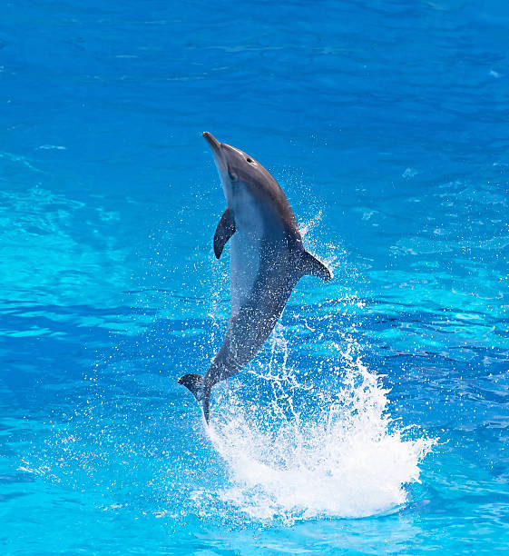 Bottlenose dolphin stock photo