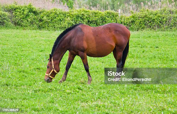 Photo libre de droit de Broodmare banque d'images et plus d'images libres de droit de Animaux de compagnie - Animaux de compagnie, Cheval, Cheval pur-sang