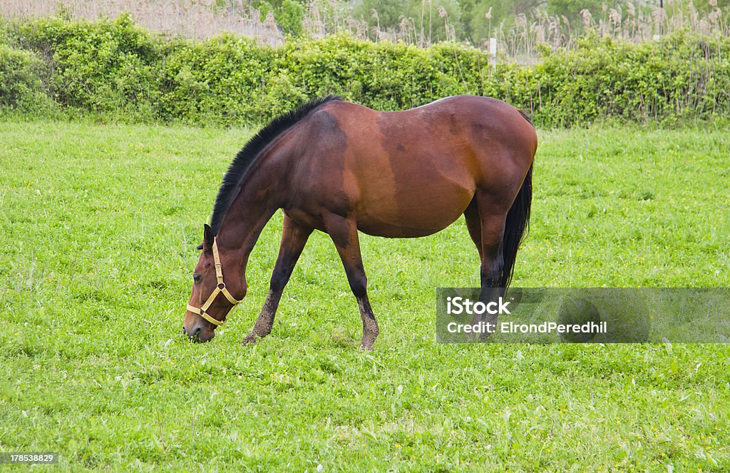 Broodmare - Royalty-free Animal Foto de stock