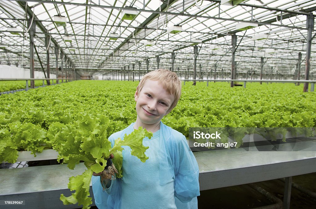 Young boy retención de lechuga en greenhouse - Foto de stock de 6-7 años libre de derechos