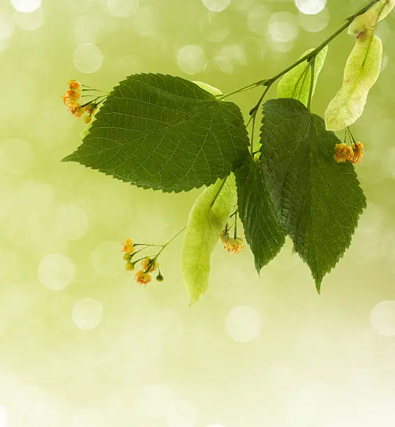 Flowers of linden-tree with bokeh light in background