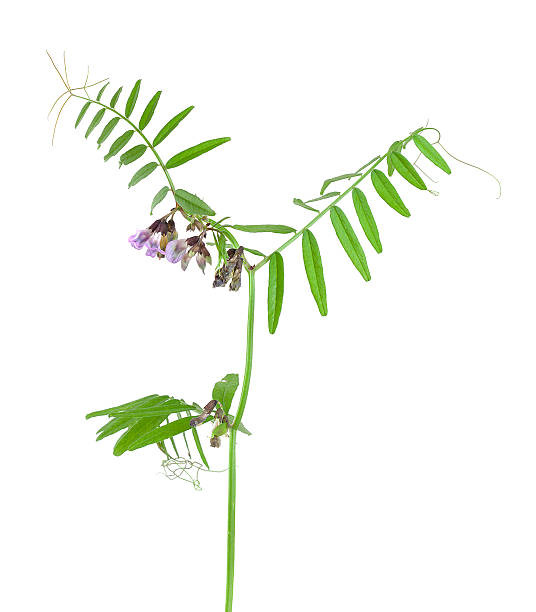 istock Bush vetch, Vicia sepium isolated on white background 178539154