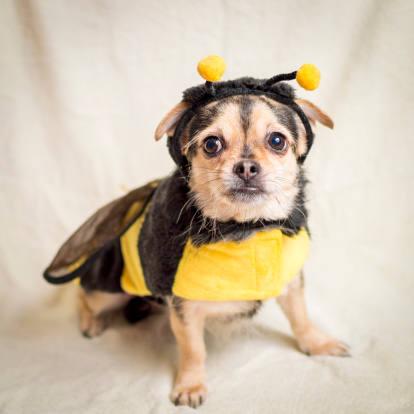A Chihuahua mix dressed in a bee costume expresses her concern over declining bee populations and related environmental issues.