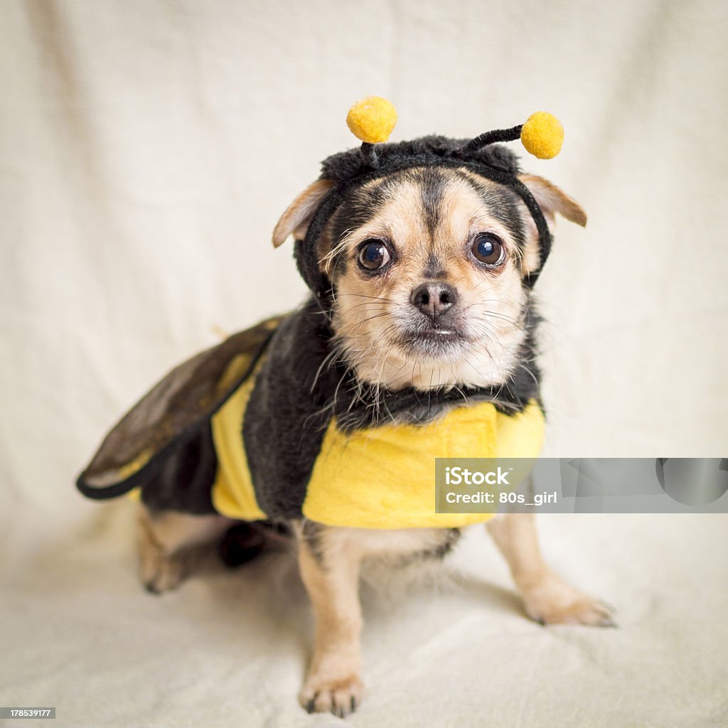 Plight of the bumble bee A Chihuahua mix dressed in a bee costume expresses her concern over declining bee populations and related environmental issues. Dog Stock Photo