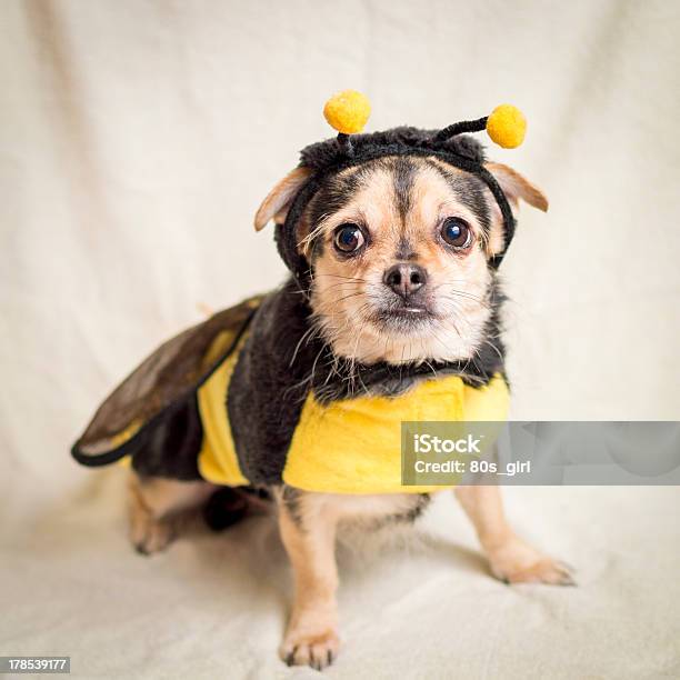 Plight Of The Bumble Bee Stock Photo - Download Image Now - Dog, Bee Costume, Bee