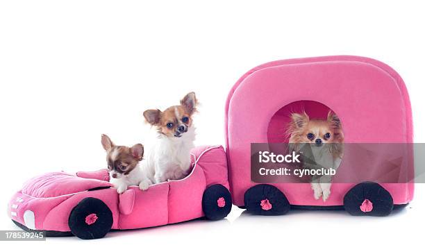 Chihuahuas In Auto - Fotografie stock e altre immagini di Abbigliamento - Abbigliamento, Abbigliamento per animali domestici, Ambientazione interna