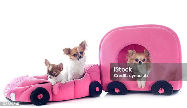 Chihuahuas В Автомобиле — стоковые фотографии и другие картинки Автомобиль - Автомобиль, Без людей, Белый
