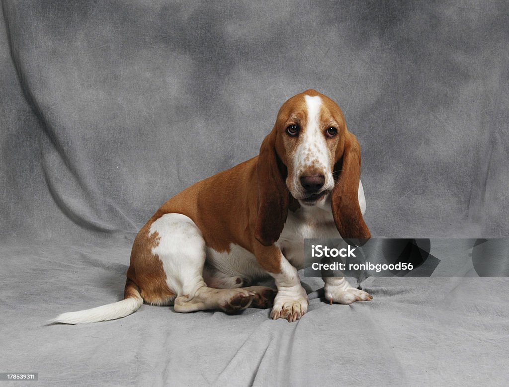 Happy Basset Hound Happy Basset Hound just sitting around Animal Stock Photo