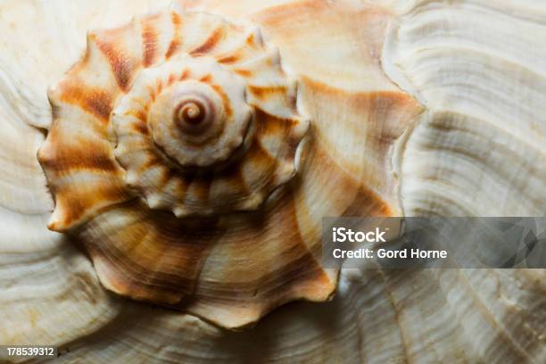 Sfondo Conchiglia Di Strombo - Fotografie stock e altre immagini di Animale - Animale, Astratto, Bellezza naturale