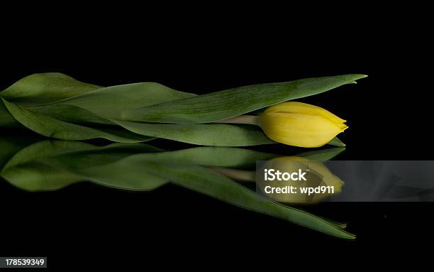 Amarelo Túlipas - Fotografias de stock e mais imagens de Amarelo - Amarelo, Beleza natural, Cor preta