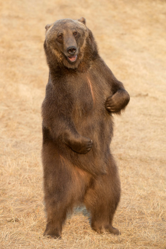 Huge male grizzly bear standing
