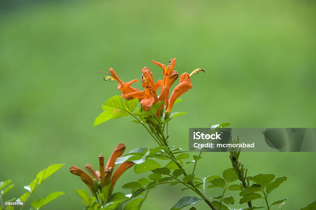 Brotos e flores - Foto de stock de Ambiente - All Vocabulary royalty-free