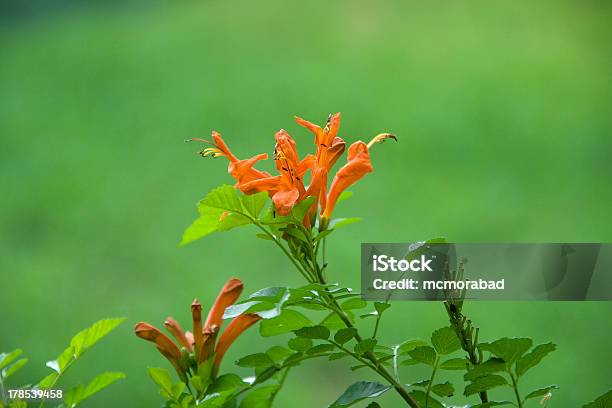 Foto de Brotos E Flores e mais fotos de stock de Ambiente - All Vocabulary - Ambiente - All Vocabulary, Arranjar, Cabeça da flor