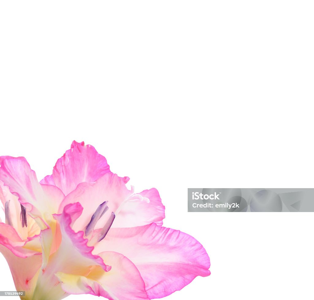 Gladiolas - Foto stock royalty-free di Capolino