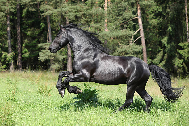 istock Nice black friesian stallion running 178539546