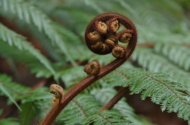 istock Unfurling fern frond 178539583