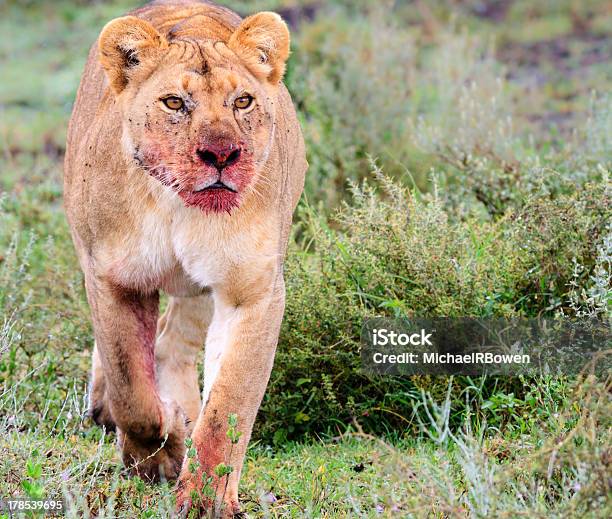 Leoa Com Bloody Focinheira - Fotografias de stock e mais imagens de Adulto - Adulto, Andar, Animais caçando