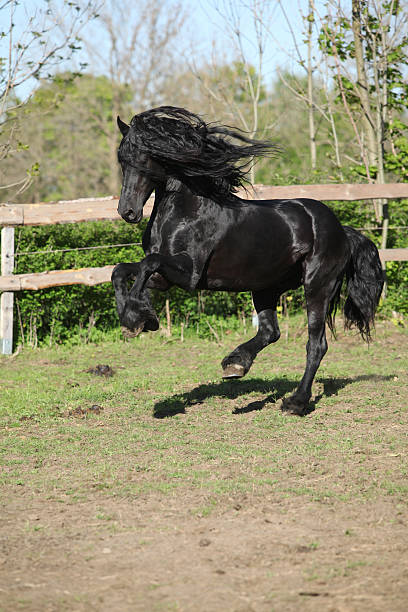 istock Black friesian stallion 178539947