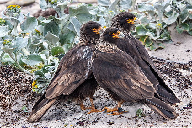 筋入り caracaras のフォークランド諸島 - saunders island ストックフォトと画像