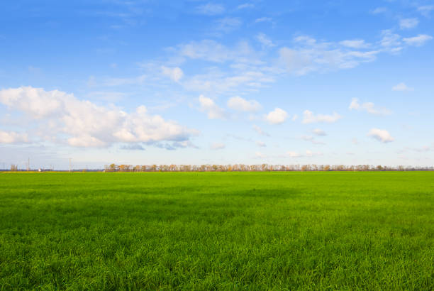 istock wide green rural field under cloudy sky 1785400517
