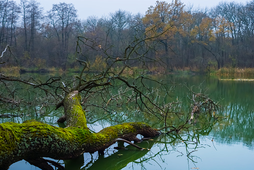 closeup dry tree lie in calm emerald lake