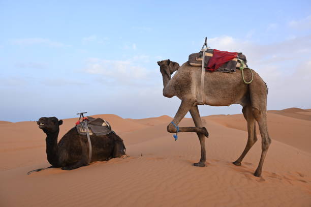 istock Two dromedaries in the Moroccan desert,  the left front leg has been tied up to prevent it from running away. 1785401162