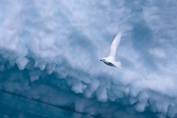 Snow Petrel and Iceberg stock photo