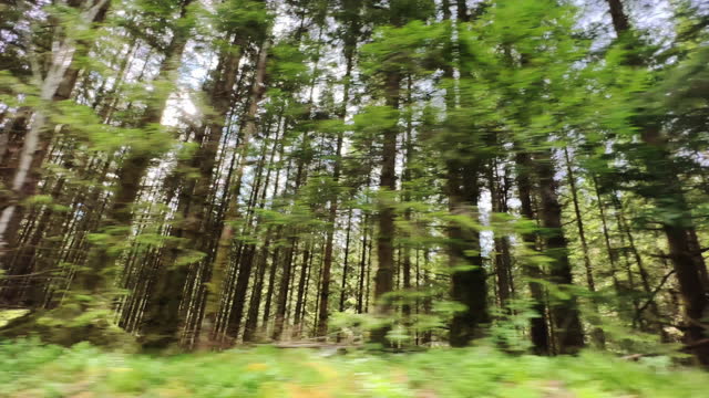POV car driving in Norway: in a green forest