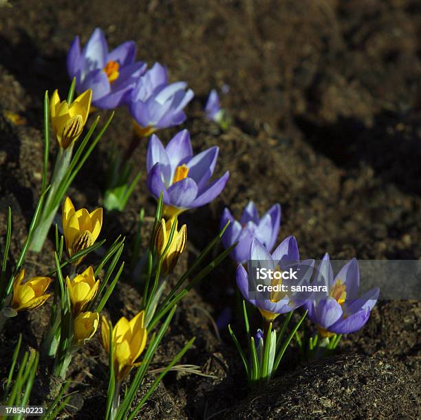 Foto de Snowdrops e mais fotos de stock de Abril - Abril, Amarelo, Botânica - Assunto