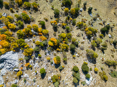 Mediterranean region drone shooting.High altitudes.Daylight outdoors bird's eye view shooting.Mountainous region nature landscape.Yellow trees yellow and green tones in autumn