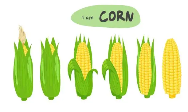 Vector illustration of Corn vector