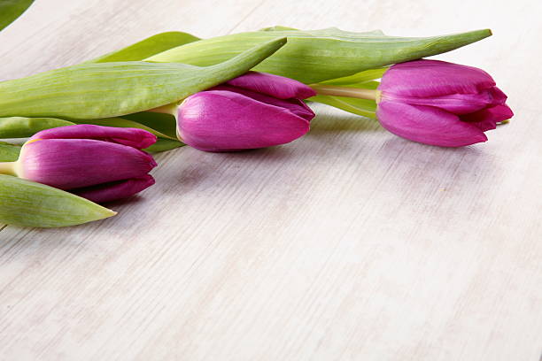 Beautiful bouquet of purple tulips stock photo