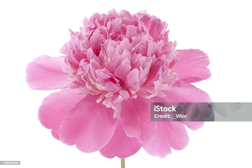 peony Studio Shot of Magenta Colored Peony Flowers Isolated on White Background. Large Depth of Field (DOF). Macro. Flower Stock Photo