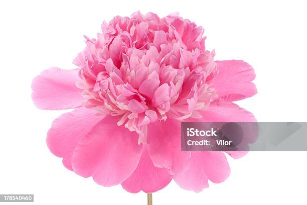 Peony Stock Photo - Download Image Now - Flower, Peony, Bunch of Flowers