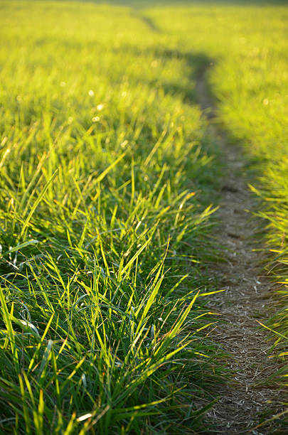 istock Green meadow in the sunshine. 178540461