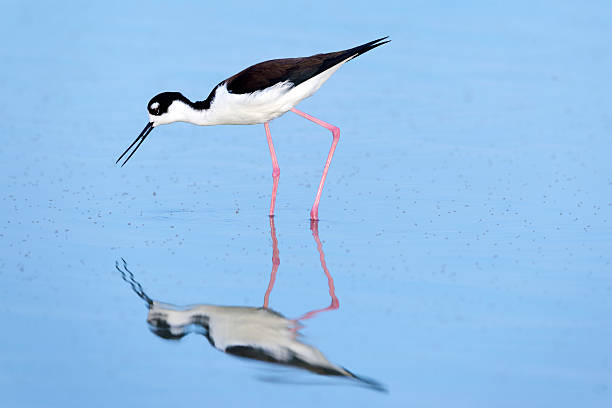istock Black-necked Stilt and Flies 178540464
