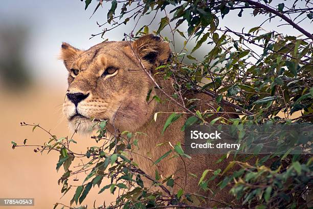 Photo libre de droit de Le Traquer Lionne banque d'images et plus d'images libres de droit de Afrique de l'Est - Afrique de l'Est, Chasser, Félin