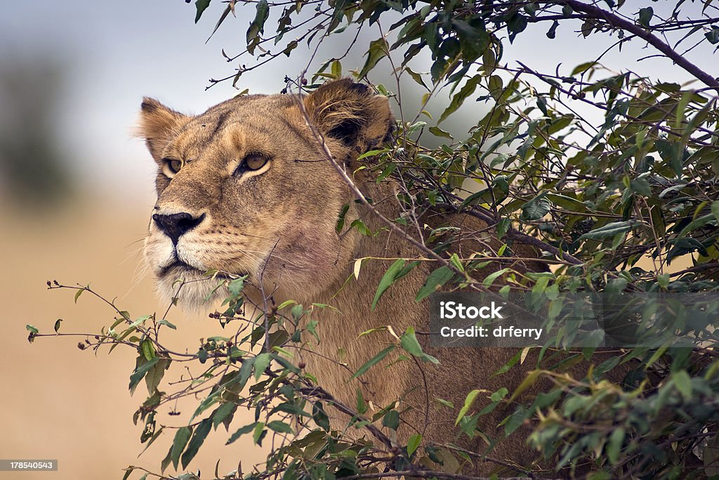 A perseguição Leoa - Foto de stock de Animais caçando royalty-free