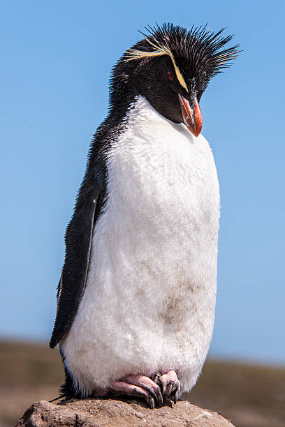 日光浴イワトビペンギン - saunders island ストックフォトと画像