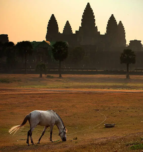 Horse with Angkorwat on background in the morning