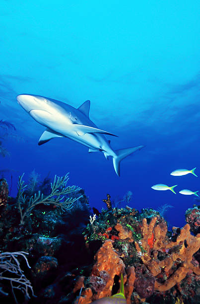 istock Caribbean reef shark and coral reef in Bahamas 178540811