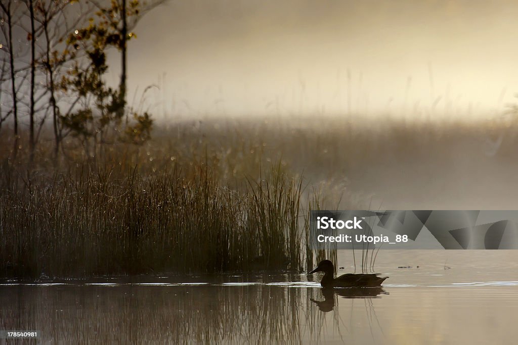 Ánade real en misty lake día de tiempo al atardecer - Foto de stock de A ver pájaros libre de derechos
