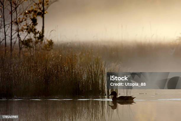 Ánade Real En Misty Lake Día De Tiempo Al Atardecer Foto de stock y más banco de imágenes de A ver pájaros