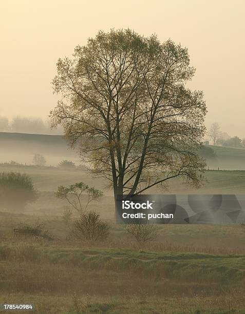 Na Manhã De Nevoeiro Árvore - Fotografias de stock e mais imagens de Aldeia - Aldeia, Ao Ar Livre, Borrifo