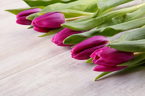 Beautiful bouquet of purple tulips stock photo