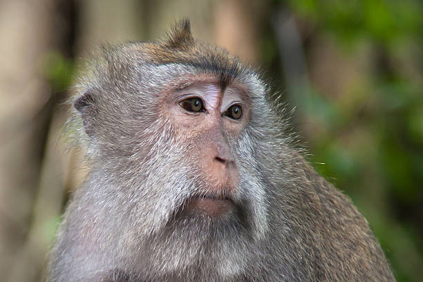 Sad monkey stock photo