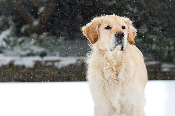 Golden Retriever im Schnee – Foto