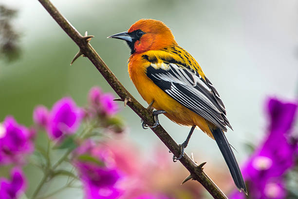 istock Streak-backed Oriole in Bougainvillea 178541158