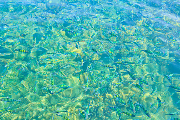 istock Fishes in the sea 178541186