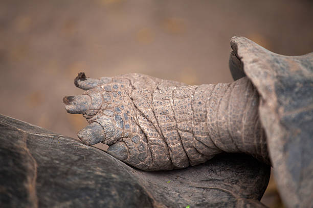 istock Giant turtle, Galapagos Islands, Ecuador 178541191